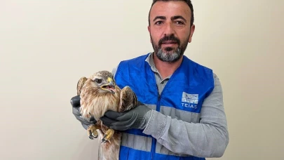 Niğde’de bitkin halde bulunan kızıl şahin koruma altına alındı