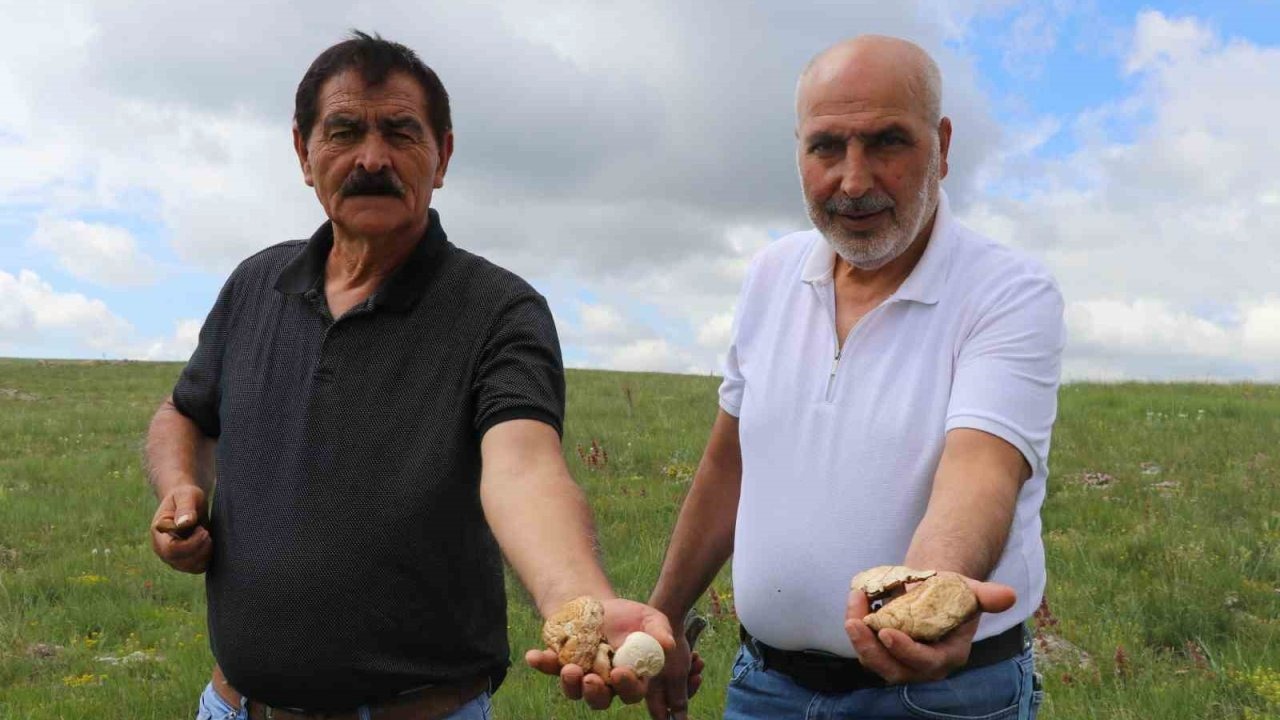 Bedava protein, doğadan elleriyle tek tek topluyorlar