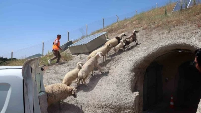 Kurban Bayramı’nda kaçan hayvanları, belediye sahibine teslim etti