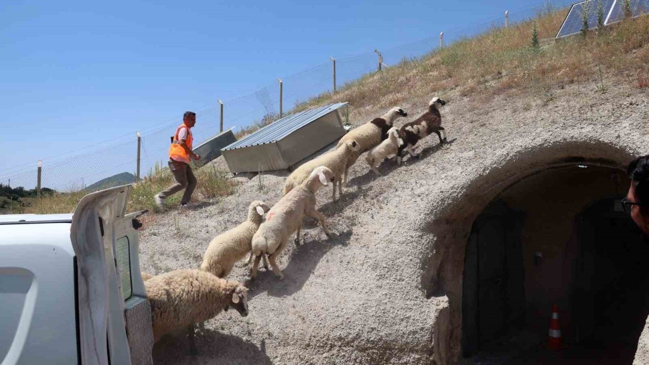 Kurban Bayramı’nda kaçan hayvanları, belediye sahibine teslim etti