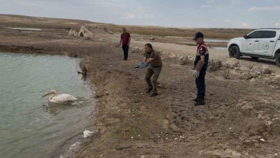 Bitkin Halde Bulunan Pelikan Tedavi Edilip Doğaya Salındı