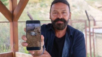 Kangal’ın koyun ve kuzu ile olan yakınlığı dikkat çekti
