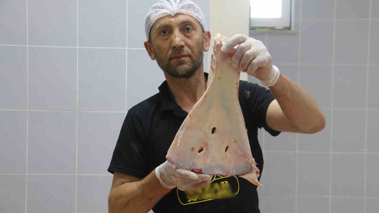 Selçuklu’dan kalan gelenek asırlardır sürdürülüyor, büyülerden korunmak için kürek kemikleri kırılıyor