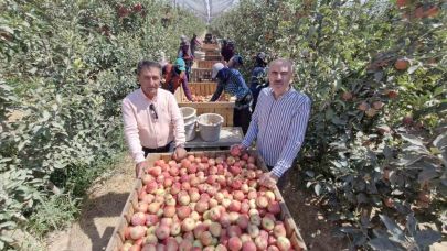 Zirai donun vurduğu Karaman’da elma hasadı buruk başladı