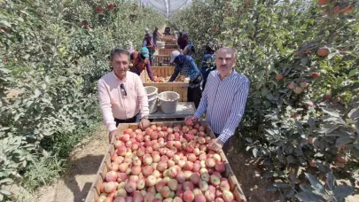 Zirai donun vurduğu Karaman’da elma hasadı buruk başladı