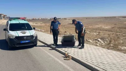 Karaman’da Araç Çarpan Yaralı Tilki HAYDİ Ekiplerince Koruma Altına Alındı