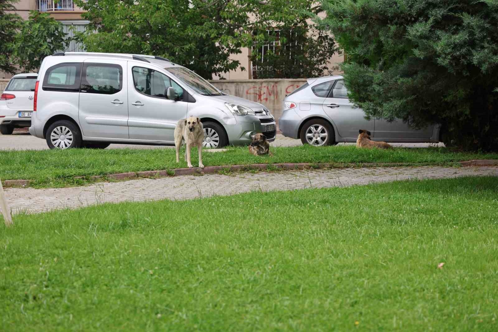 Parktan geçen genç kızı köpek ısırdı-5