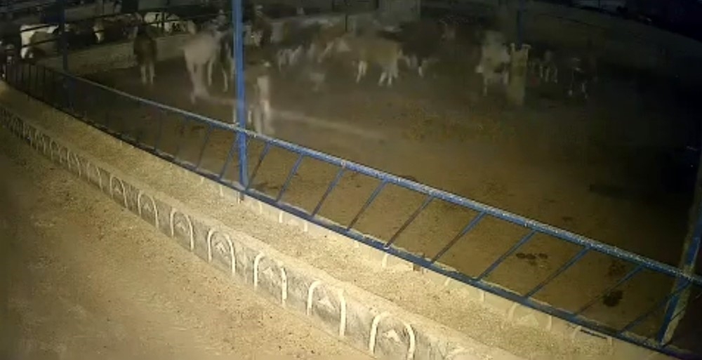 Bir ayda 4 kurt saldırısı tedirgin etti-1