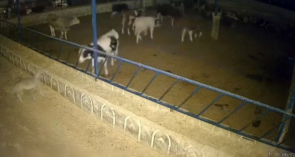 Bir ayda 4 kurt saldırısı tedirgin etti-2