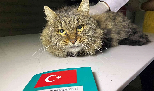 Türkiye'de 629 bin 165 sahipli hayvana çip takıldı