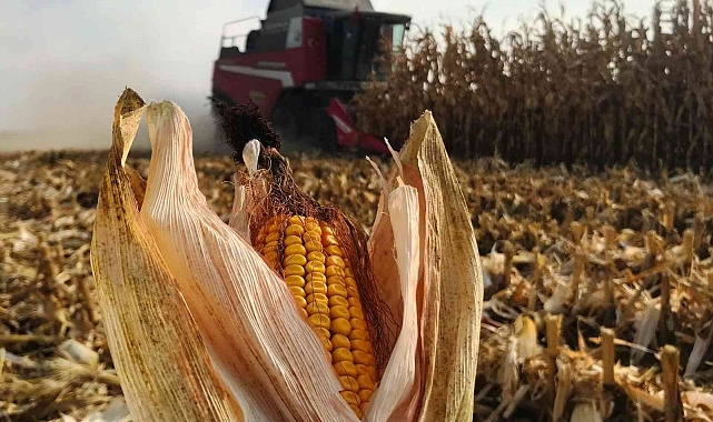 Türkiye'de mısır üretiminin yüzde 30'u Konya Ovası'ndan