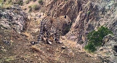 Anadolu leoparının yayılış haritası oluşturulacak