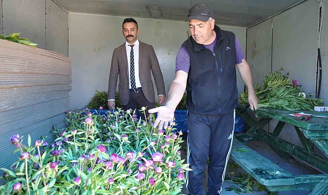 Hollanda değil Sivas: Sivas'ta üretilen şakayıklar dünya pazarına aday