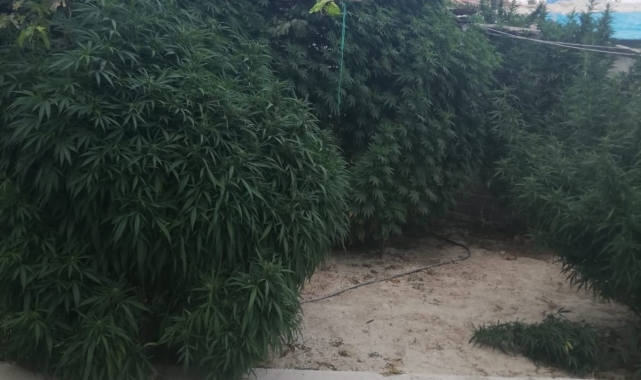 Karapınar'da 31 kök Hint keneviri ele geçirildi
