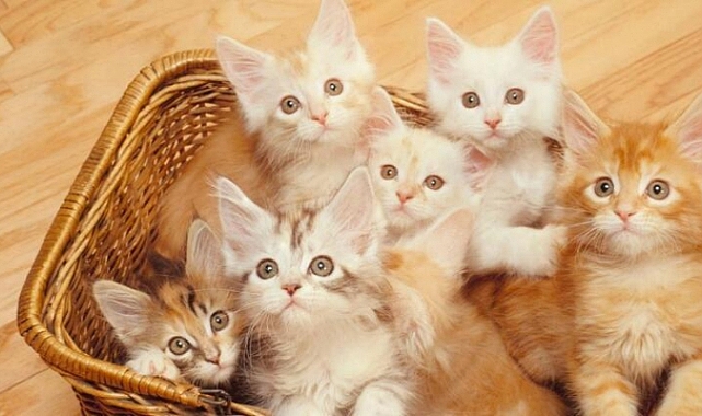 Kedi Sahiplendirme Rehberi: İşte Bilmeniz Gerekenler