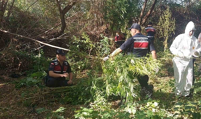 Kırıkkale'de 4 Ay Süren Takip Sonucu Kök Kenevir ve Esrar Operasyonu: 151 Kök Kenevir ve 6 Kilo 480 Gram Esrar Ele Geçirildi