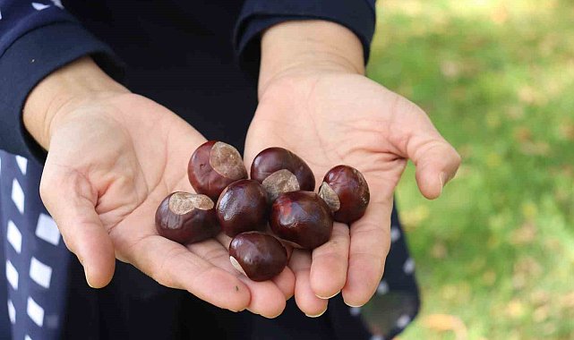 Parklarda bolca bulunmaya başlanan at kestanelerine dikkat