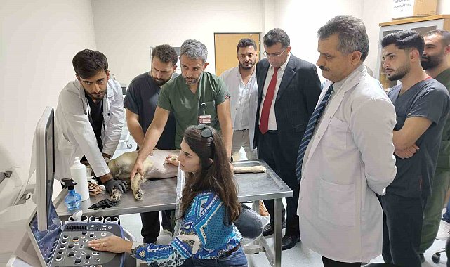 Siirt'te 6 ayda 153 yaban hayvanı tedavi edilerek yaşam alanlarına bırakıldı