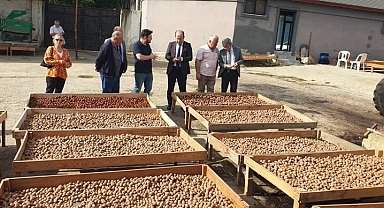 Tekirdağ'da ceviz hasadı devam ediyor