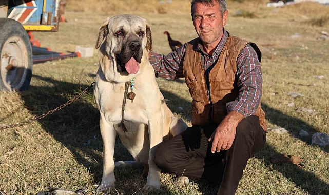 'Aksaray malaklısı' 3 bin 500 yıl öncenin savaş köpeği