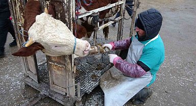 Büyükbaş hayvanların ayak ve tırnak bakımları yapılıyor