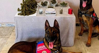 Denizli jandarması kaçakçılara göz açtırmıyor