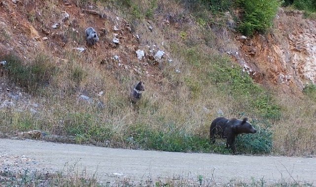 Dikkat, ormanda bebek var