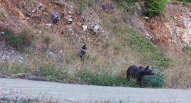Dikkat, ormanda bebek var