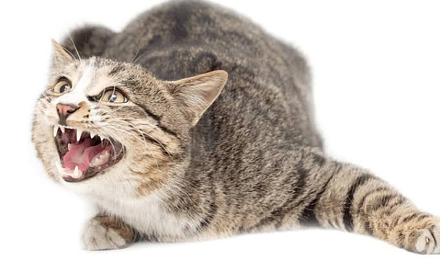 Kedi asılarak öldürüldü