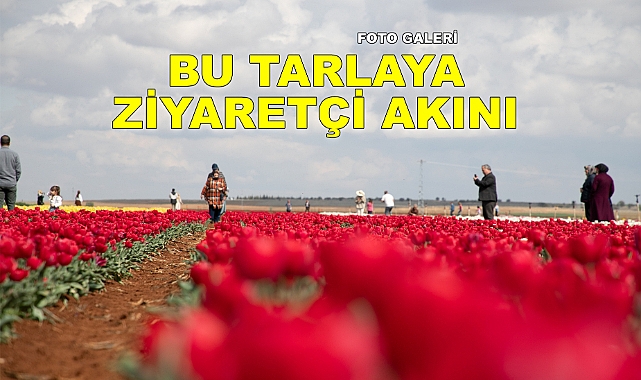 Karaman Atlas Lale Ziyaretçilerini Bekliyor