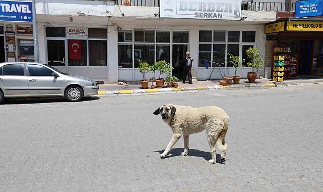 Kapadokya'da sokak köpekleri turizmi de etkiliyor