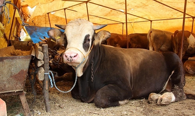 Sivas'ta kurbanlık fiyatları belirlendi