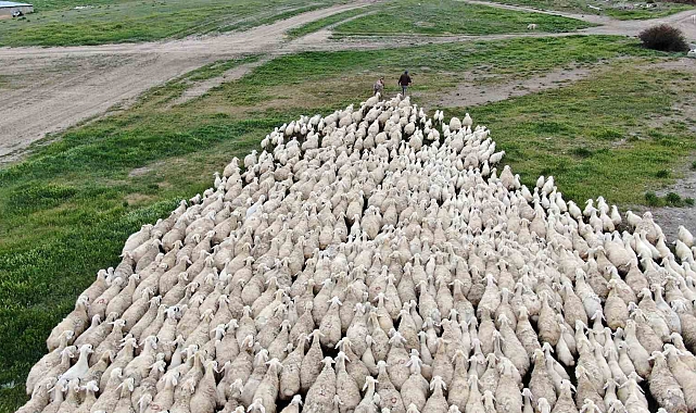 Yerli 'Kangal akkaraman' koyununda iyi bakım doğum oranını arttırdı