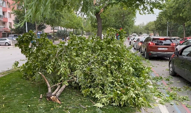 Konya'da fırtına nedeniyle camekan uçtu, ağaçlar devrildi