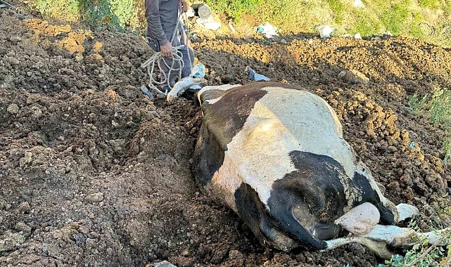 Uçurumdan düşen inek kurtarılmayı bekliyor