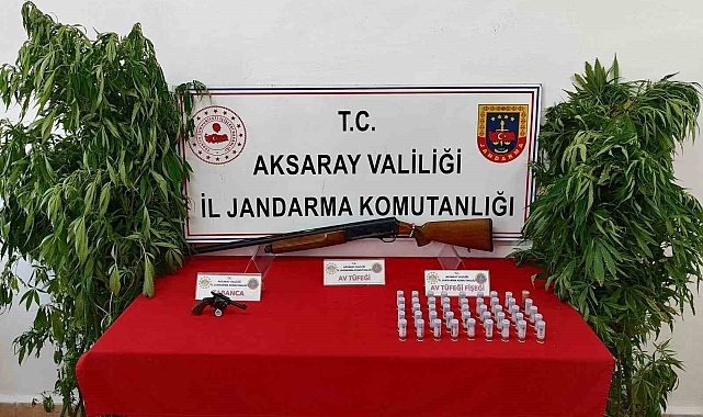 Kenevir yetiştirip uyuşturucu ticareti yapan 3 şahıs operasyonla yakalandı