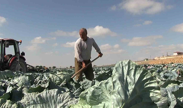 Niğde'de turfanda lahana hasadına başlanıldı