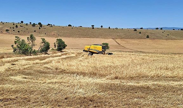 Verim yüz güldürdü, fiyat düşündürdü