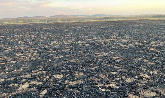 Yozgat'ta bin dönüm buğday ekili alanda yangın çıktı