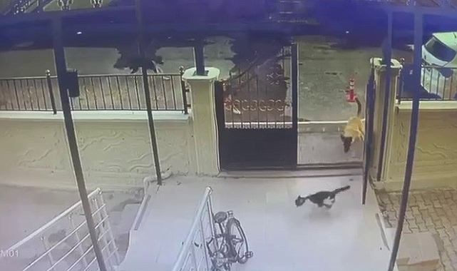 Sokak köpekleri kediye saldırdı, o anlar kameraya yansıdı