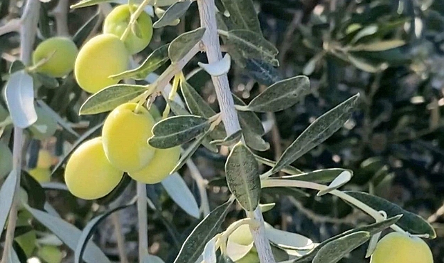 Mut Zeytin ve Zeytinyağı Festivali 27 Eylül'de başlıyor