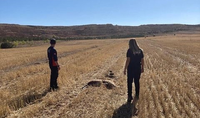 Sivas'ta 11 koyun telef olmuş halde bulundu