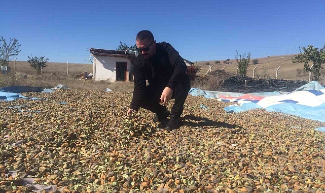 Yozgat'ta badem hasadı başladı