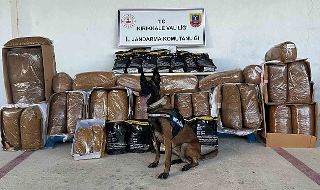 Hassas burun "Alkış" kargo aracında 710 kilogram kaçak tütün buldu