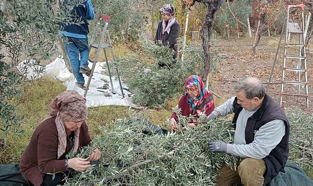 Eskişehir'de çiftçiler dönümden 2 ton zeytin aldı, yüzleri güldü