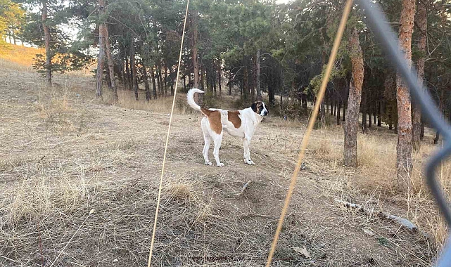 Evine dönen akademisyene köpekler saldırdı