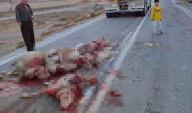 Hafriyat kamyonu sürüye çarptı, 13 koyun telef oldu