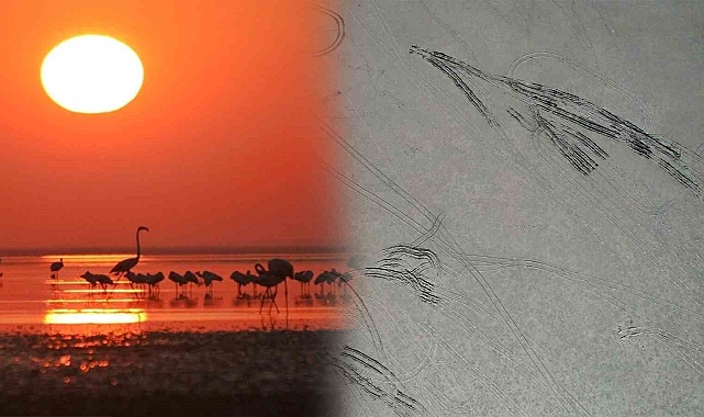 Kuş Cenneti Seyfe Gölü, driftçilerin yeni adresi oldu