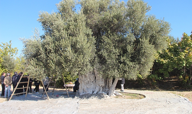 Mersin'de bin 300 yıllık zeytin ağacından hasat yapıldı