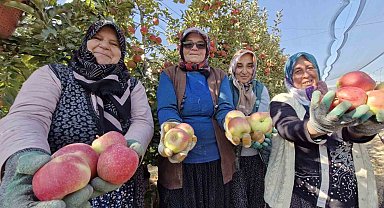 Türkiye'nin elma deposunda son hasat yapılıyor